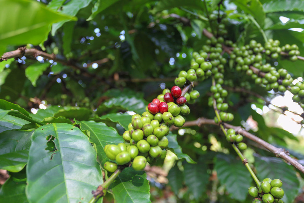 Robusta coffee bean plant