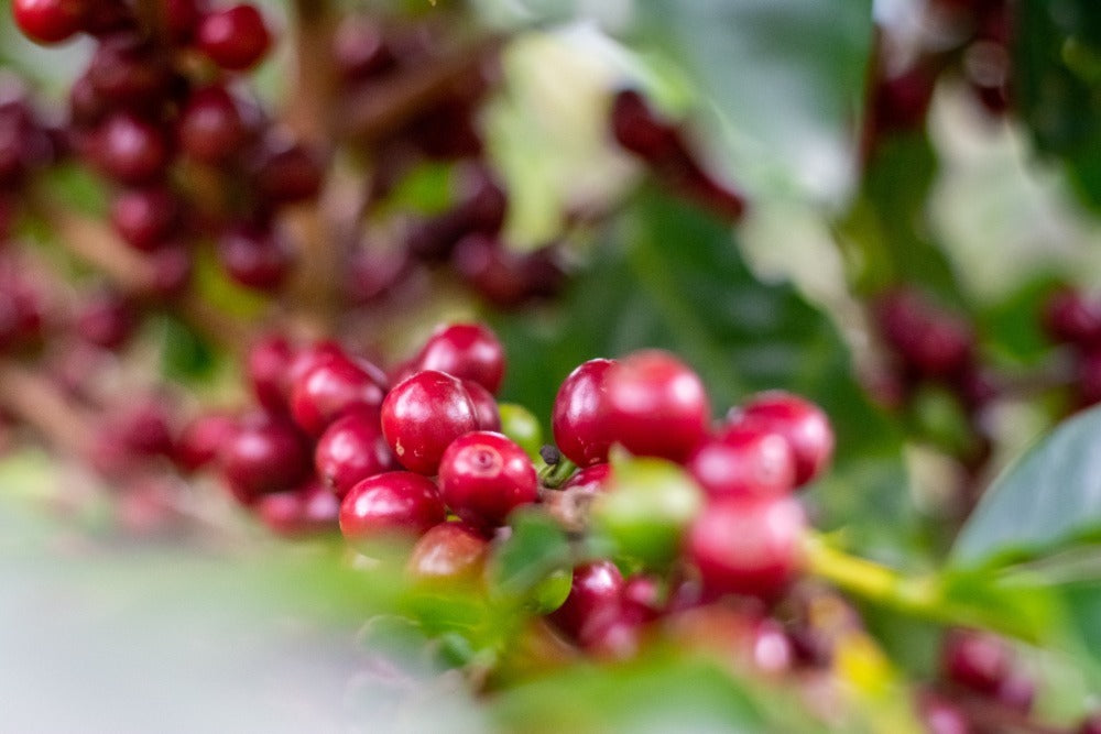 Coffee beans on plant