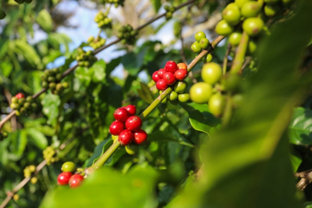 Coffee cherries