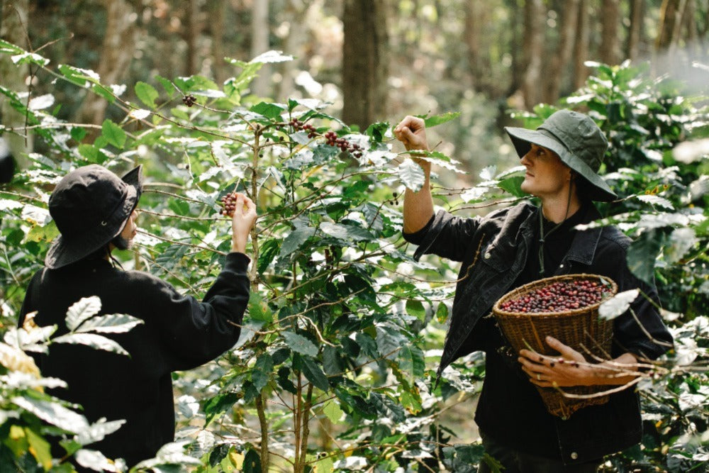 Two people picking coffee beans