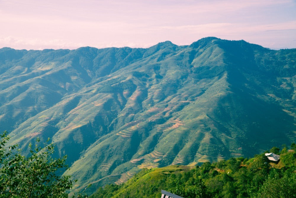 Coffee plantations Vietnam