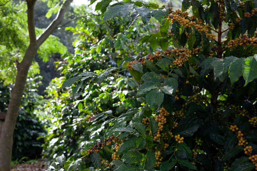 Coffee plant in Asia